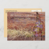 石化した森の大きな石化した木NP ポストカード (正面/裏面)