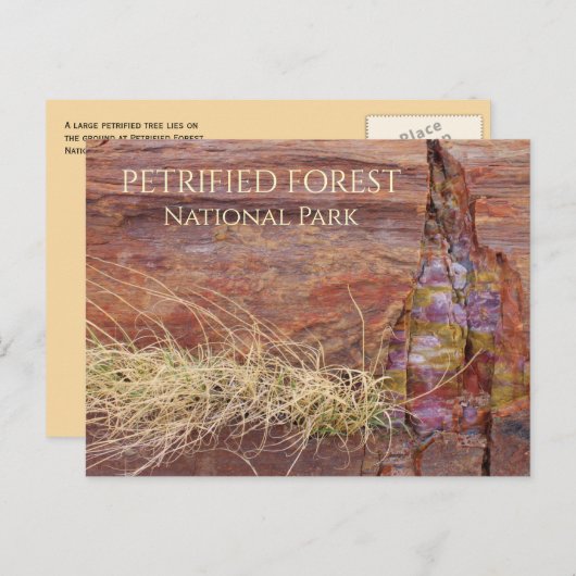 石化した森の大きな石化した木NP ポストカード (正面/裏面)