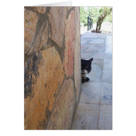 石垣の陰の探偵猫 (正面)