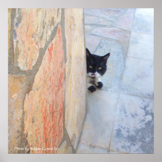 石壁の奥の探偵猫 ポスター (正面)