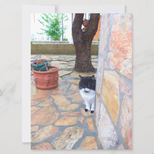 石壁の後ろの刑事ネコ (正面)