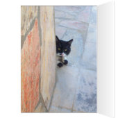 石壁の後ろの刑事ネコ (内側 (左))