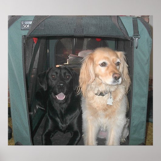 石板とサーシャ ポスター (正面)