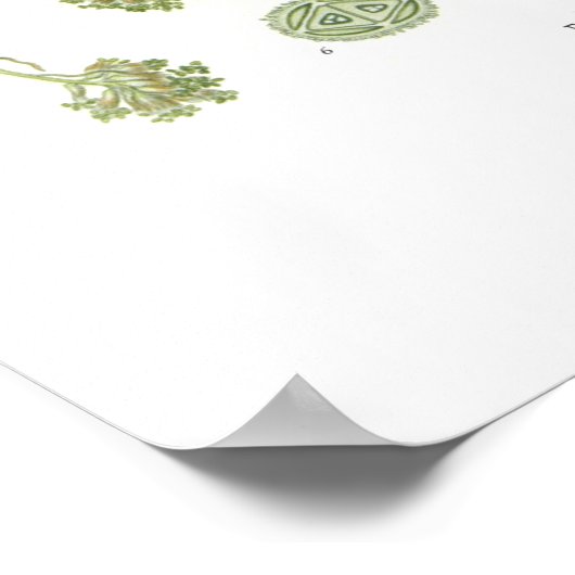 石棺 ポスター (角)