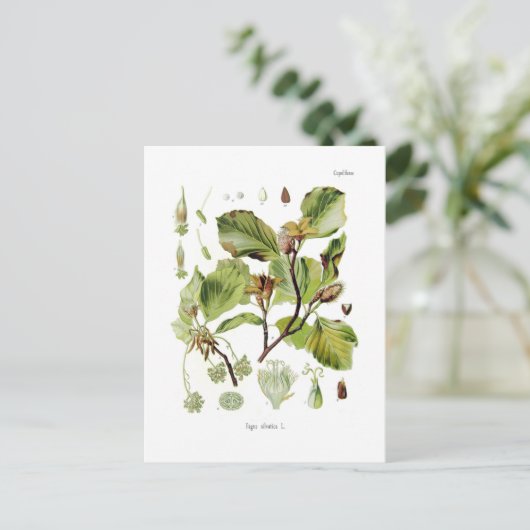 石棺 ポストカード (スタンド正面)