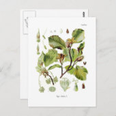 石棺 ポストカード (正面/裏面)