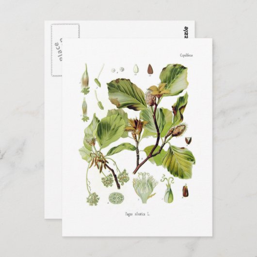 石棺 ポストカード (正面/裏面)