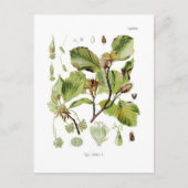 石棺 ポストカード (正面)