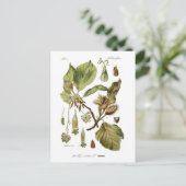 石棺 ポストカード (スタンド正面)