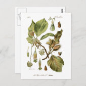 石棺 ポストカード (正面/裏面)