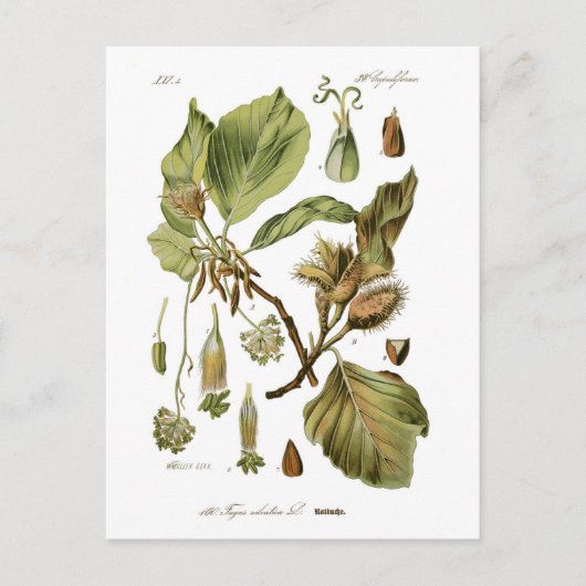 石棺 ポストカード (正面)