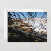 石灰岩テラスマンモスホット春イエローストーン ポストカード (正面/裏面)