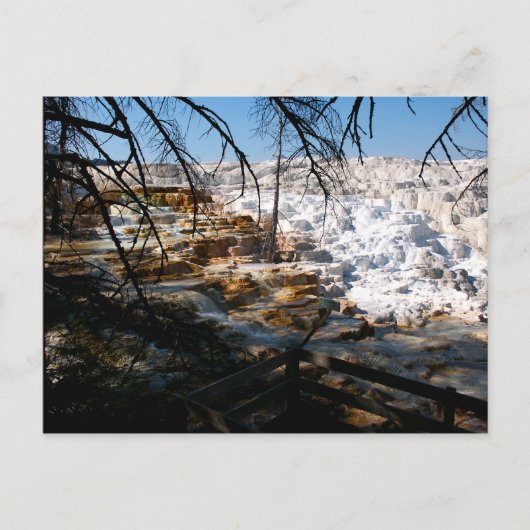石灰岩テラスマンモスホット春イエローストーン ポストカード (正面)