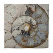 石灰石アンモナイト タイル (正面)