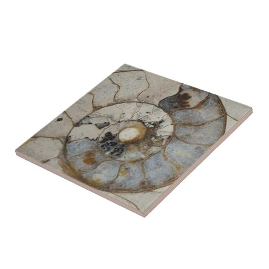 石灰石アンモナイト タイル (側面)