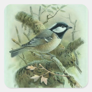 石炭タイトマウスヴィンテージ鳥イラストレーション スクエアシール