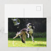 石縁ど泡泡の色 ポストカード (正面/裏面)