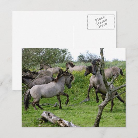 石製はがき ポストカード (正面/裏面)