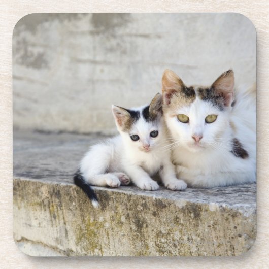 石造りのステップの2匹の猫 コースター (正面)