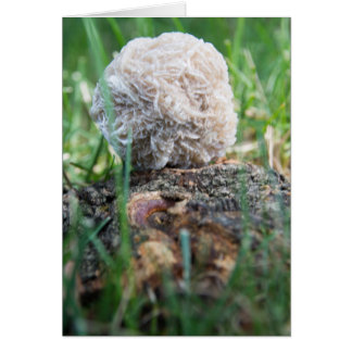 石|の砂漠バラ134