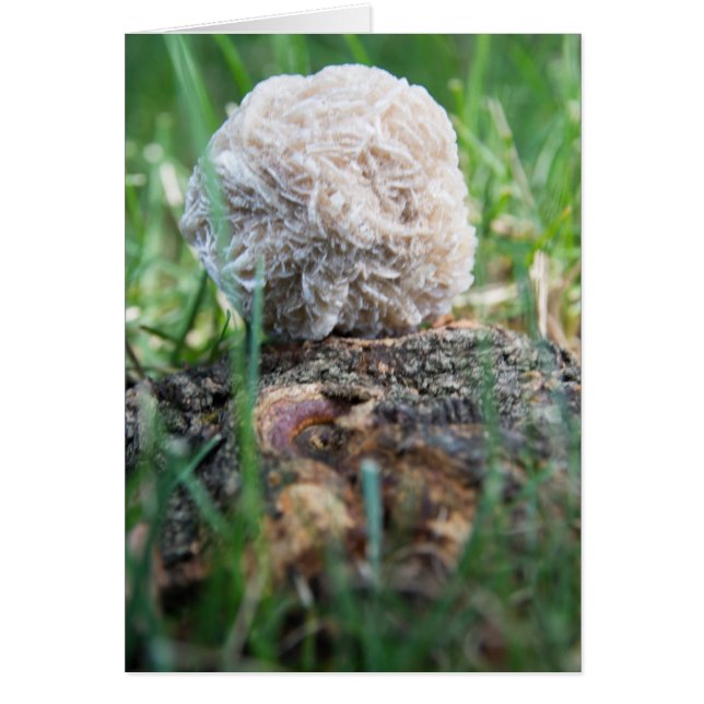 石|の砂漠バラ134 (正面)