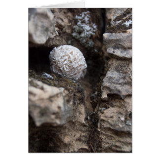 石|の砂漠バラ136