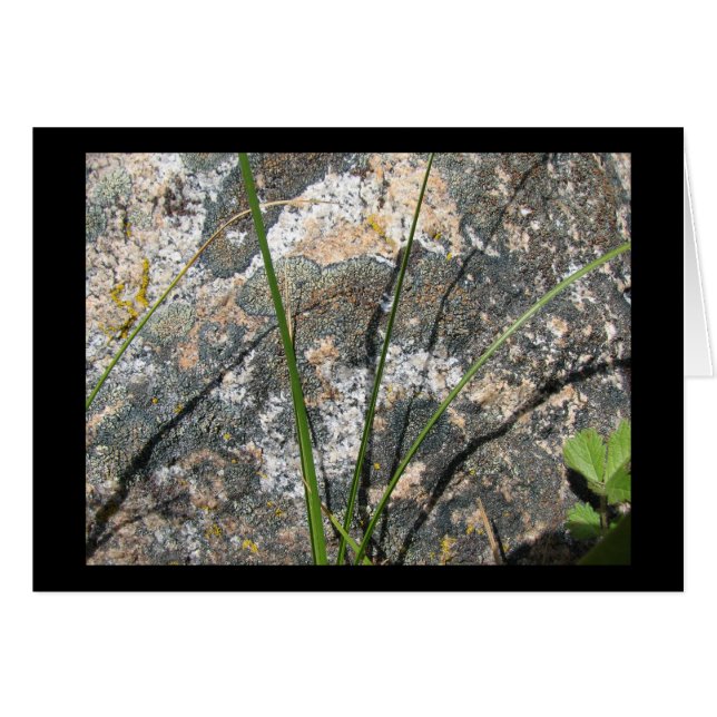 石、地衣、植物相 (正面横)