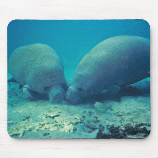 砂で定着しているマナティー マウスパッド (正面)