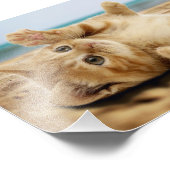 砂の上に横たわるオレンジの猫 フォトプリント            (角)