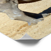 砂の上に立つシロサイ ポスター (角)