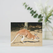 砂の上に赤いカンガルー シーズンポストカード (スタンド正面)