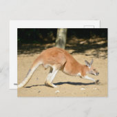 砂の上に赤いカンガルー シーズンポストカード (正面/裏面)