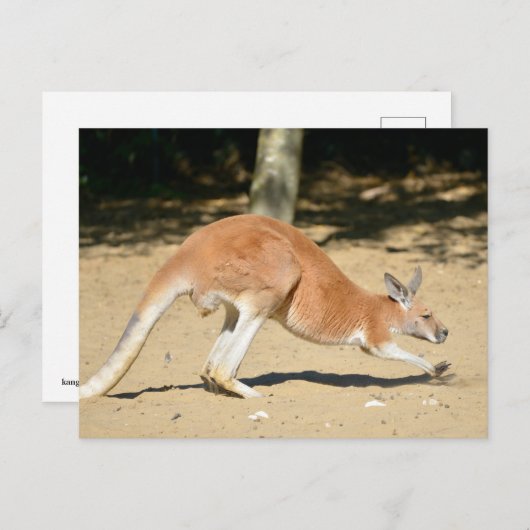 砂の上に赤いカンガルー シーズンポストカード (正面/裏面)