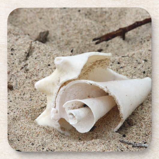 砂の上に飾る貝殻 コースター (正面)