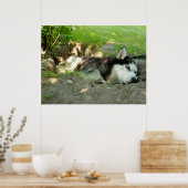 砂の中に横たわる可愛いハスキー犬 ポスター (キッチン)