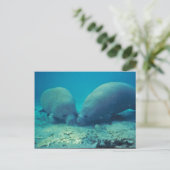 砂の中のマナティー・ルート ポストカード (スタンド正面)