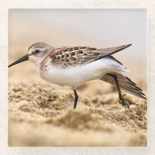 砂の中の美しい白鳥 ガラスコースター (正面)