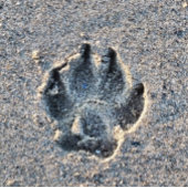 砂の中の足跡 タイル