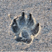 砂の中の足跡 フラスク