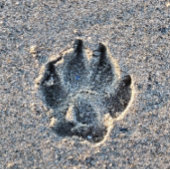 砂の中の足跡 マグネット