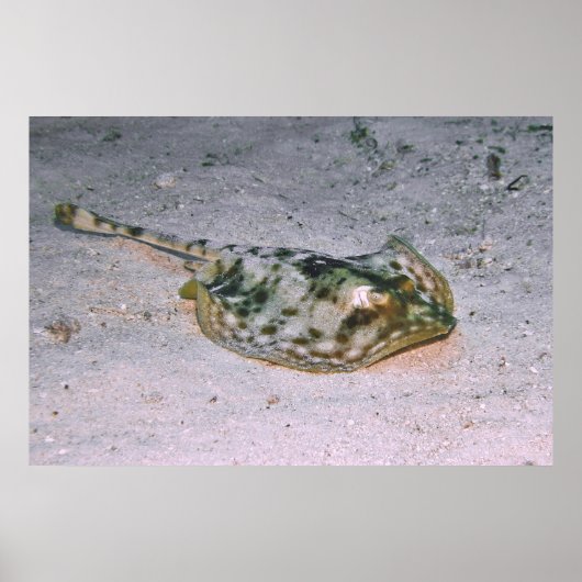 砂の中の黄色のスティングレイ ポスター (正面)