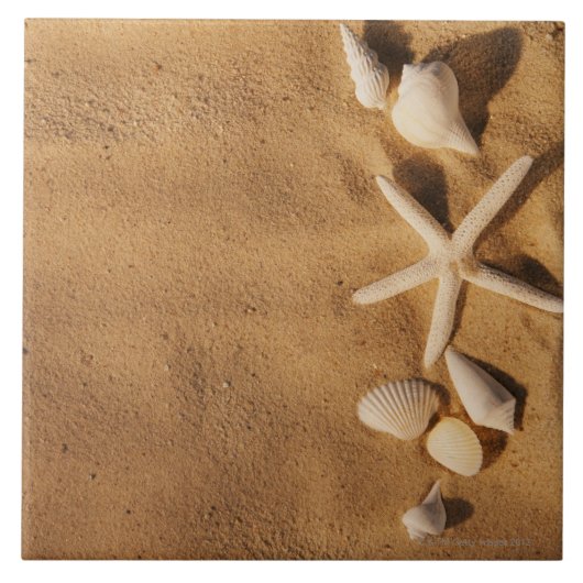 砂の海の貝 タイル (正面)
