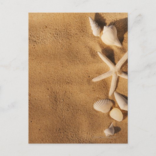 砂の海の貝 ポストカード (正面)