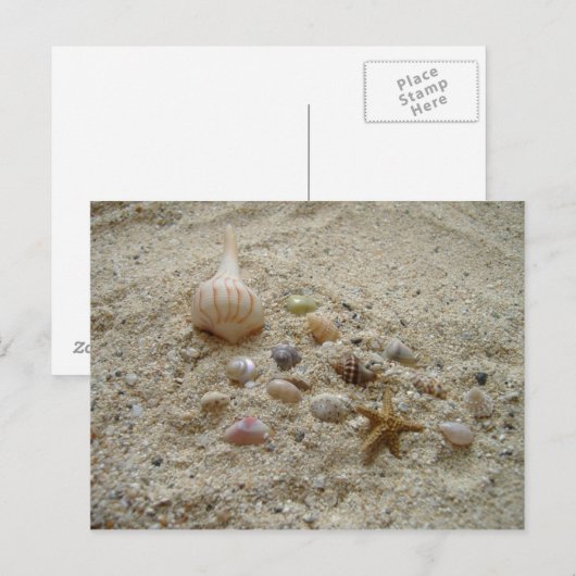 砂の貝殻 ポストカード (正面/裏面)