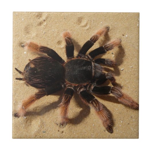 砂のBrachypelmaのタランチュラのくも タイル (正面)