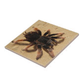 砂のBrachypelmaのタランチュラのくも タイル (側面)