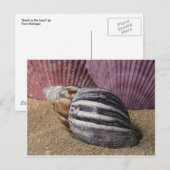 砂はがき内のシェル ポストカード (正面/裏面)