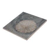 砂ドルセラミックタイル タイル (側面)