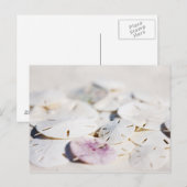 砂ドル ポストカード (正面/裏面)