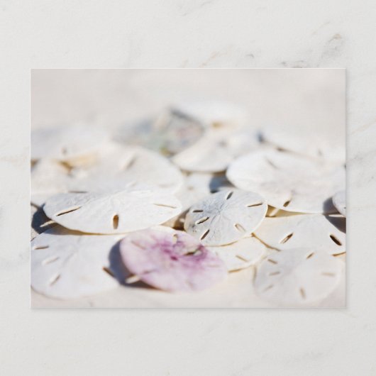 砂ドル ポストカード (正面)